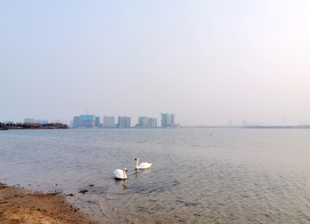 郑州北龙湖湿地公园一个天鹅飞来就不想走的地方