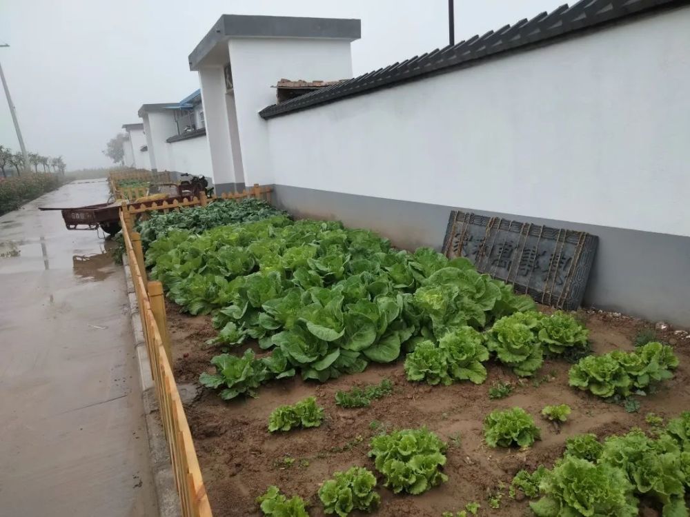 高颜值小菜园经济实惠添农趣