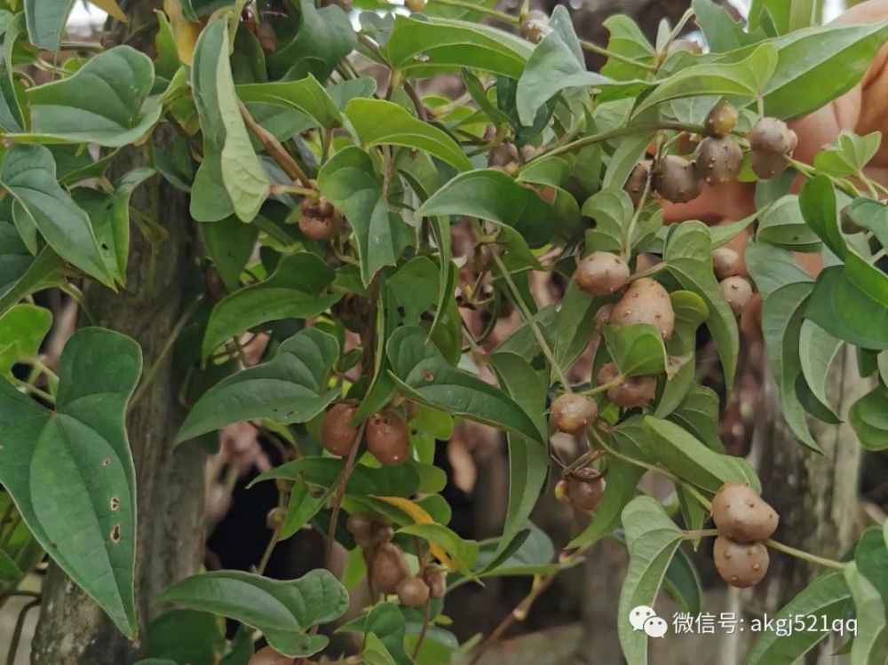 乡村生活记录,摘点野生山药果,一组山村生活美图分享