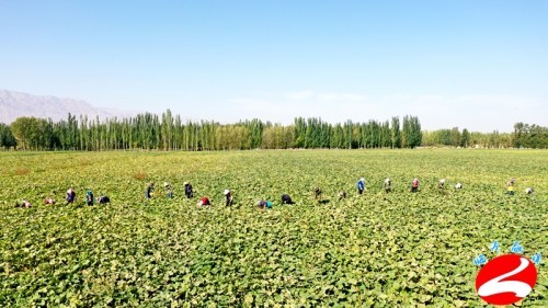 采用公司加农户的方式,在向前村,富强村流转土地2000亩,引进种植蜜本