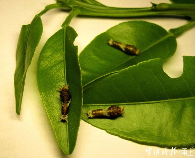 這是3齡的玉帶鳳蝶幼蟲,看上去像是一坨鳥屎,這是對付天敵的一種擬態.