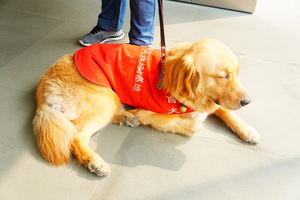 北京视力残疾人持证可携带导盲犬乘坐公共交通工具