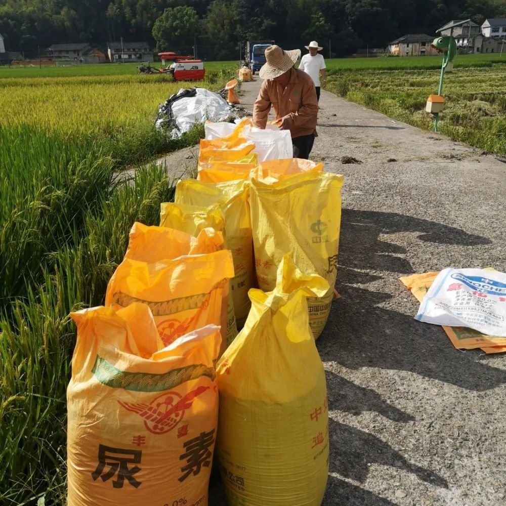 兰巨乡石玄湖村石玄湖畈70亩再生稻头季喜获丰收,亩产达1328斤.