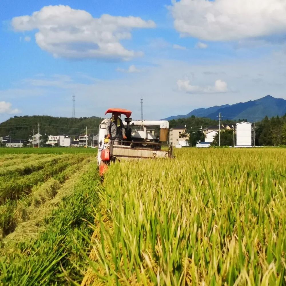 兰巨乡石玄湖村石玄湖畈70亩再生稻头季喜获丰收,亩产达1328斤.