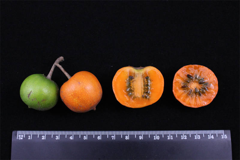 武汉"猕猴桃奇异王国":五颜六色还有麻辣口味