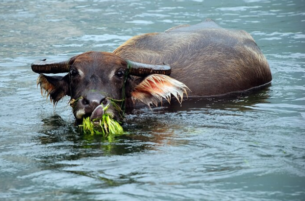 水牛个头和力气都比黄牛大性子也温顺为何北方却没人养殖