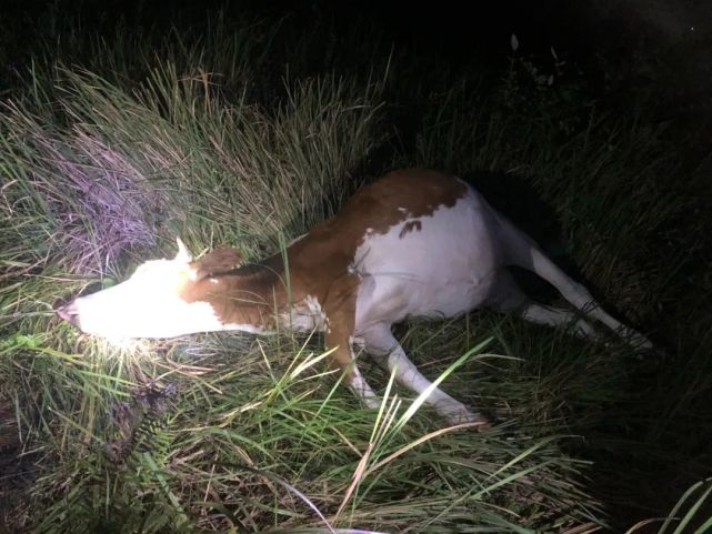 荒唐南充一死牛尸体不翼而飞竟出现在餐馆