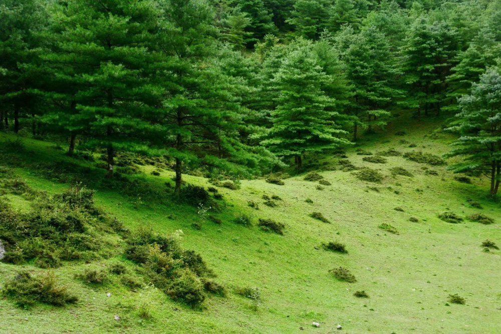 国庆小长假朝天这个地方一定要去植被茂盛绿树成荫