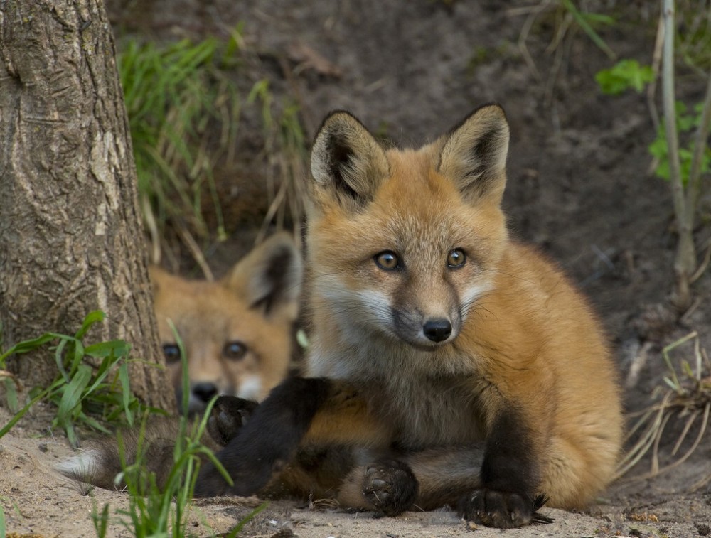 民间故事:樵夫偶遇灵兽,欲抓之,小兽乞求:等我10年,必有厚报