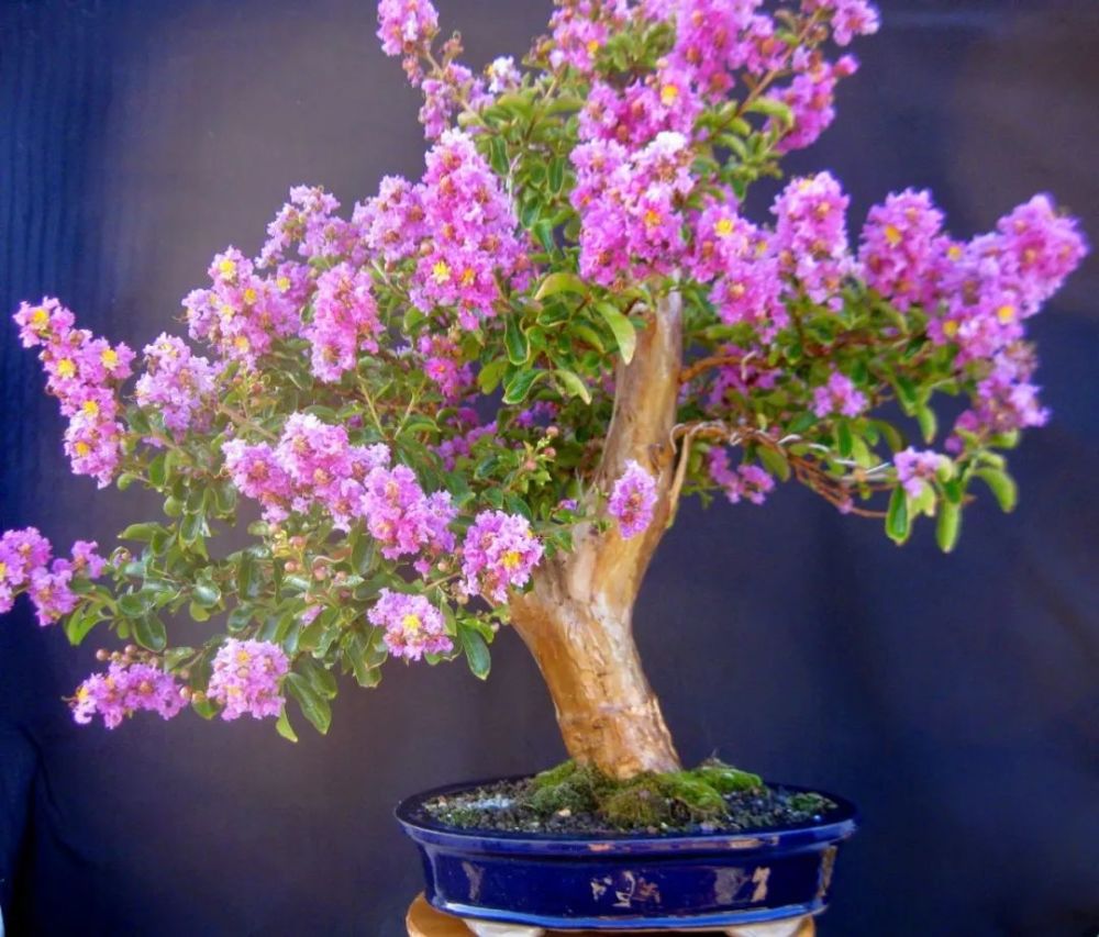 紫薇花的养殖方法和注意事项(盆栽紫薇花的养殖方法和注意事项)