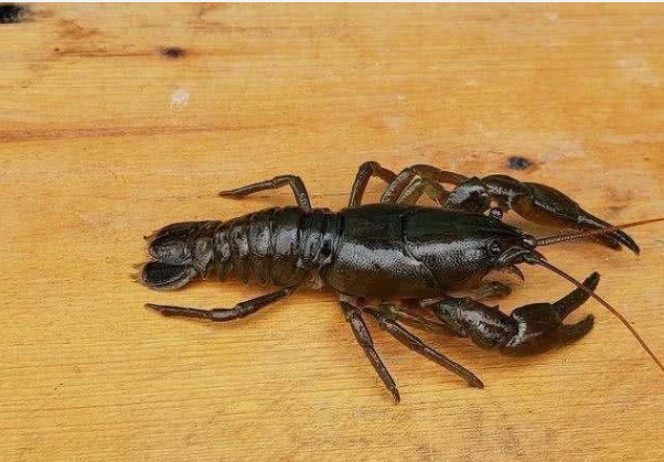 中国本土的"小龙虾"分布在中国东北地区,名字叫蝲蛄[l