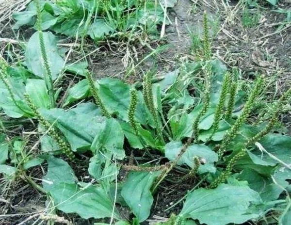 車前草的功效與作用車前草怎麼吃效果最好