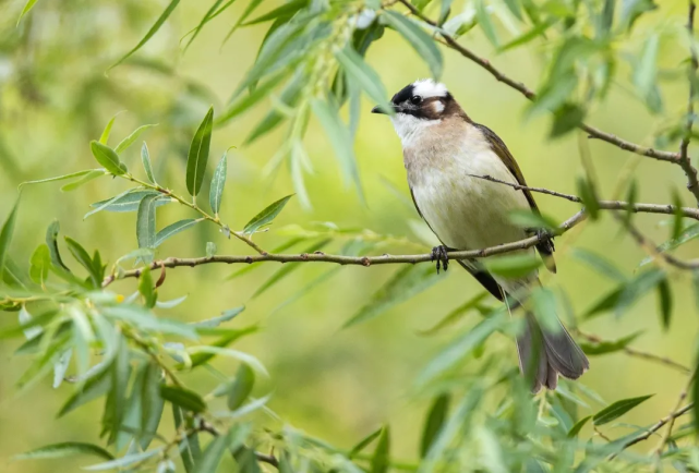 山西鸟类图鉴白头鹎