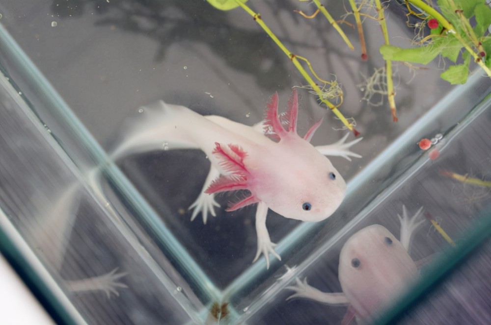 神似龙的生物六角龙鱼是什么样的一种存在合理吗