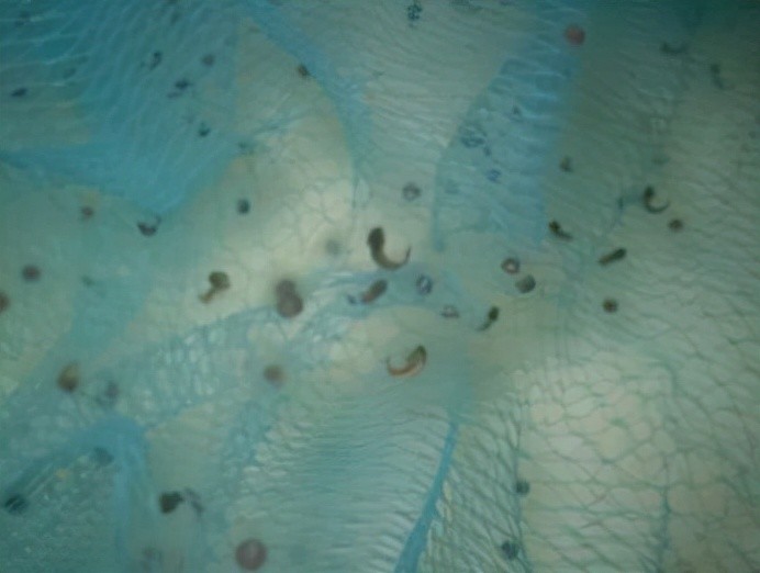 神似龙的生物六角龙鱼是什么样的一种存在合理吗