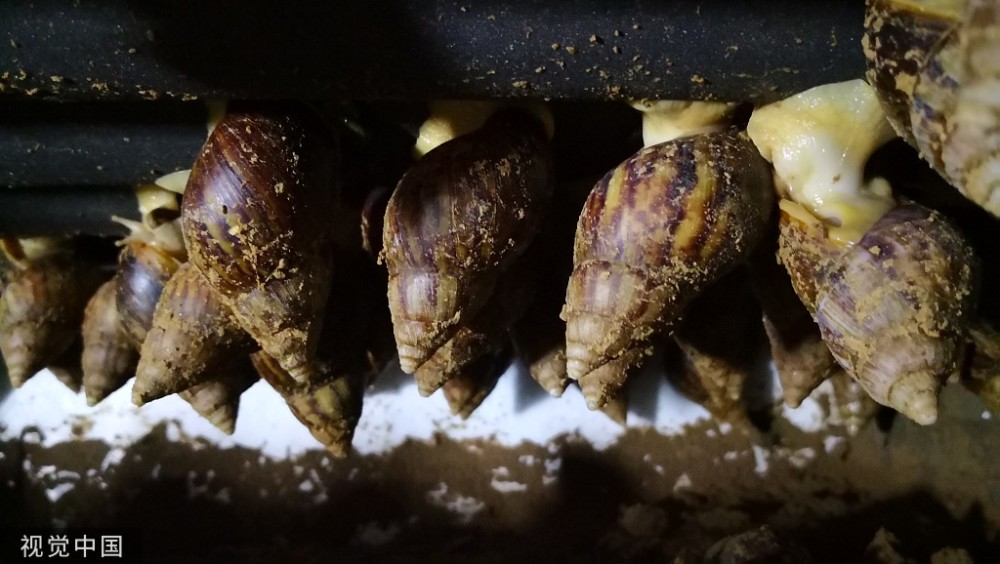 同样是蜗牛,为什么国外能卖出天价,国内却当害虫处理?