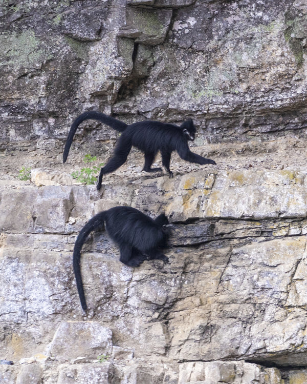 重庆金佛山已成为黑叶猴理想的栖息地