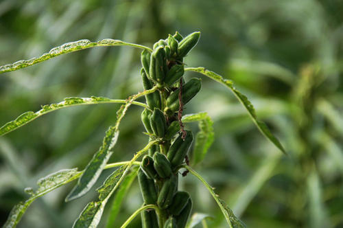 吃黑芝麻是养生还是伤身?带你看看关于黑芝麻,你需要知道的3点