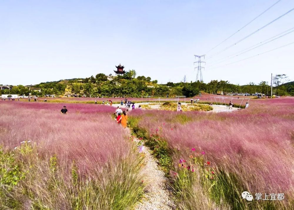 花期9月至11月 在盛開時會形成一片粉紅色的花海 異常絢麗好看