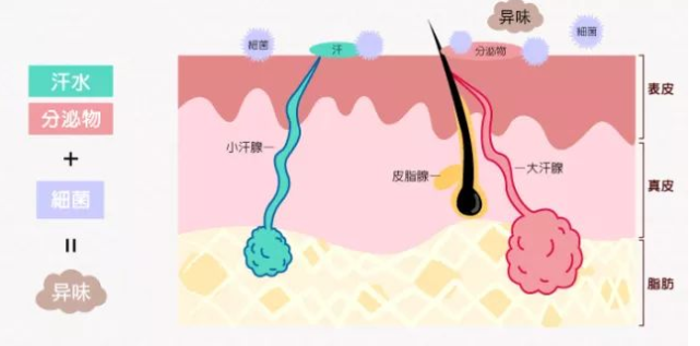 关于鸡皮肤和狐臭会同时遗传吗的信息
