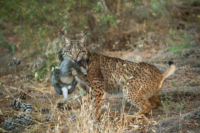 猞猁首次在云南现身猞猁有多凶猛敢猎杀狼崽
