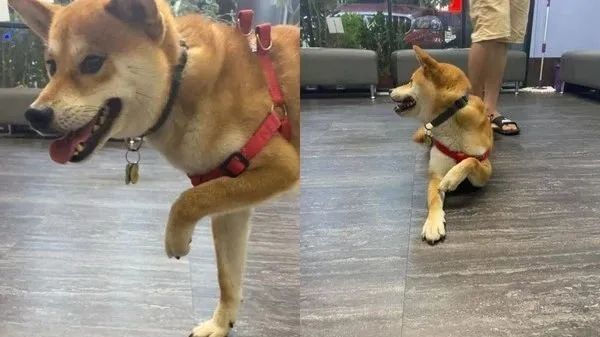 戏精柴惨叫瘸腿走路兽医揭真相回家秒跑给妈追