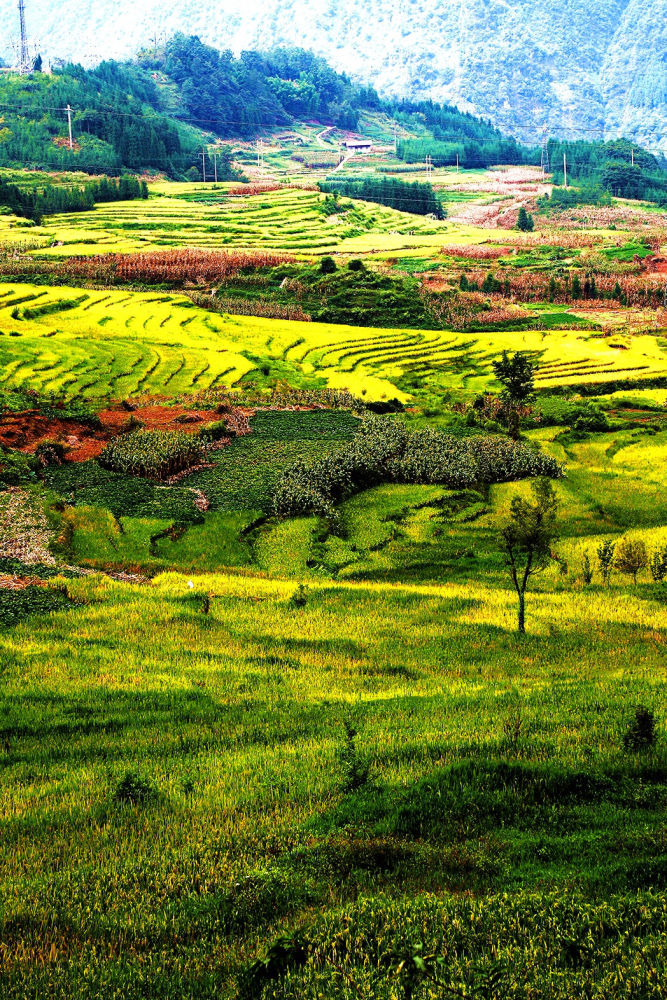 秋日美照上新峨边丰景独好
