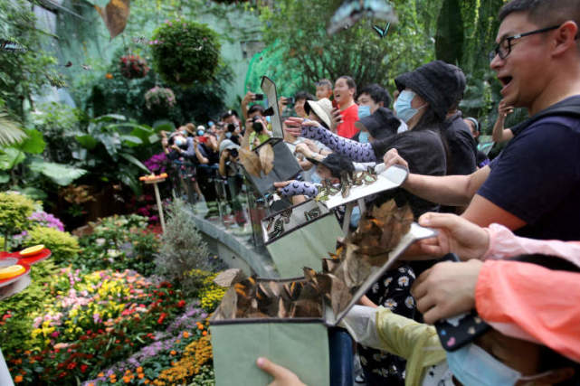 蝴蝶展开幕约30种近7万只蝴蝶将陆续在上海动物园翩翩起舞