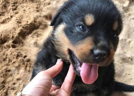 看完羅威納犬這