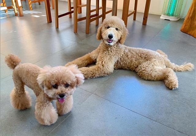 泰迪犬很怕这9件事,你家的狗占几个呢?