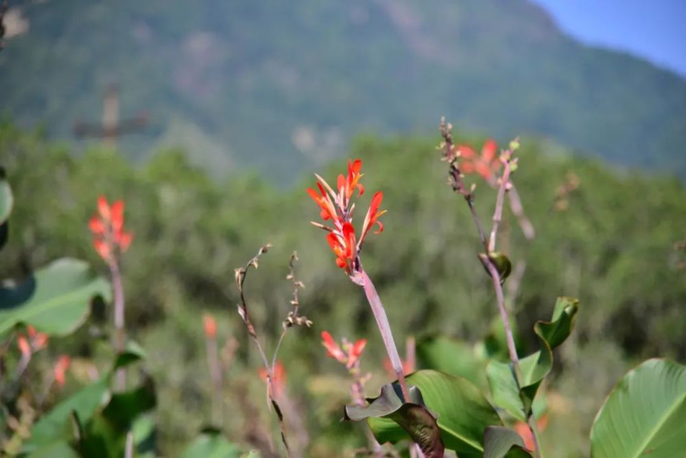 在凤西村,小编拍摄到了一片"畲鹅"田.