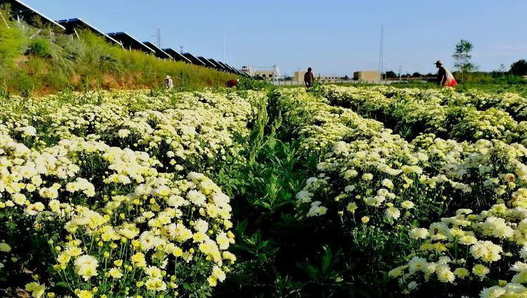 實拍永壽大片的杭白菊種植地永壽秋日獨特的風景線