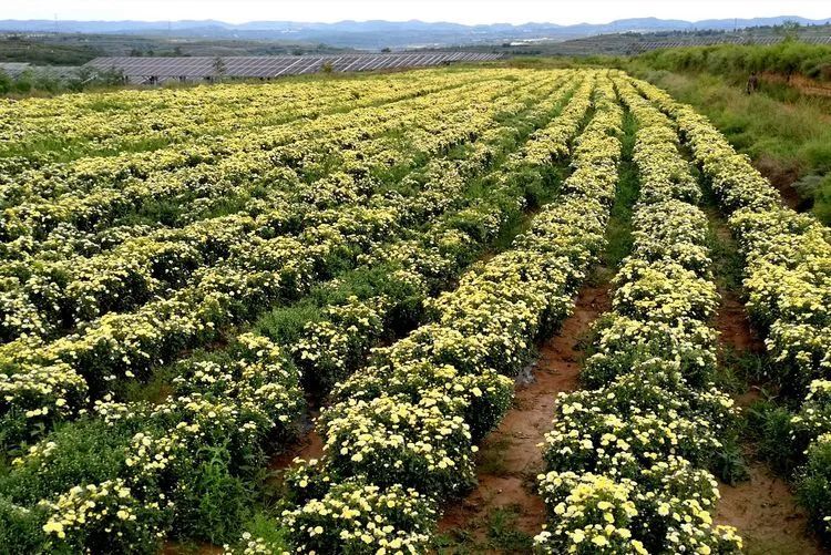 實拍永壽大片的杭白菊種植地永壽秋日獨特的風景線