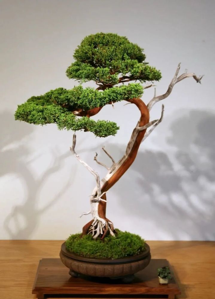 盆景隐形的财富