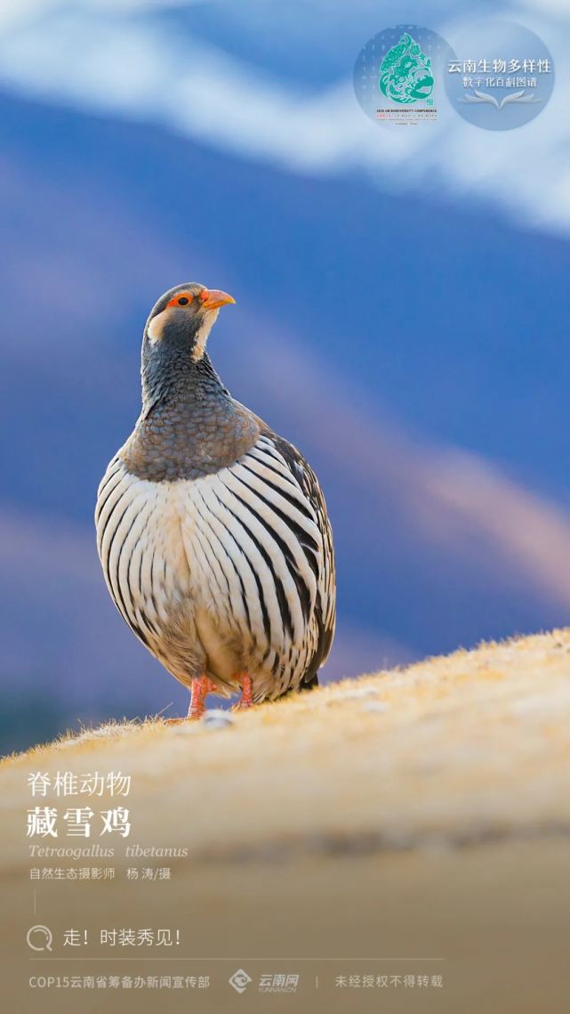 cop15藏雪鸡走时装秀见