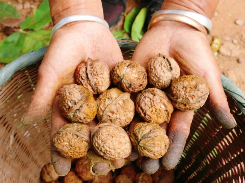 云果墨江核桃该采摘了赶忙约起人来喽