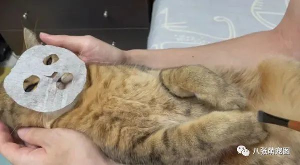 瓜子脸萌猫躺主人怀里敷面膜，翻肚梳胸毛舒服到眯眼，萌翻网友_腾讯新闻
