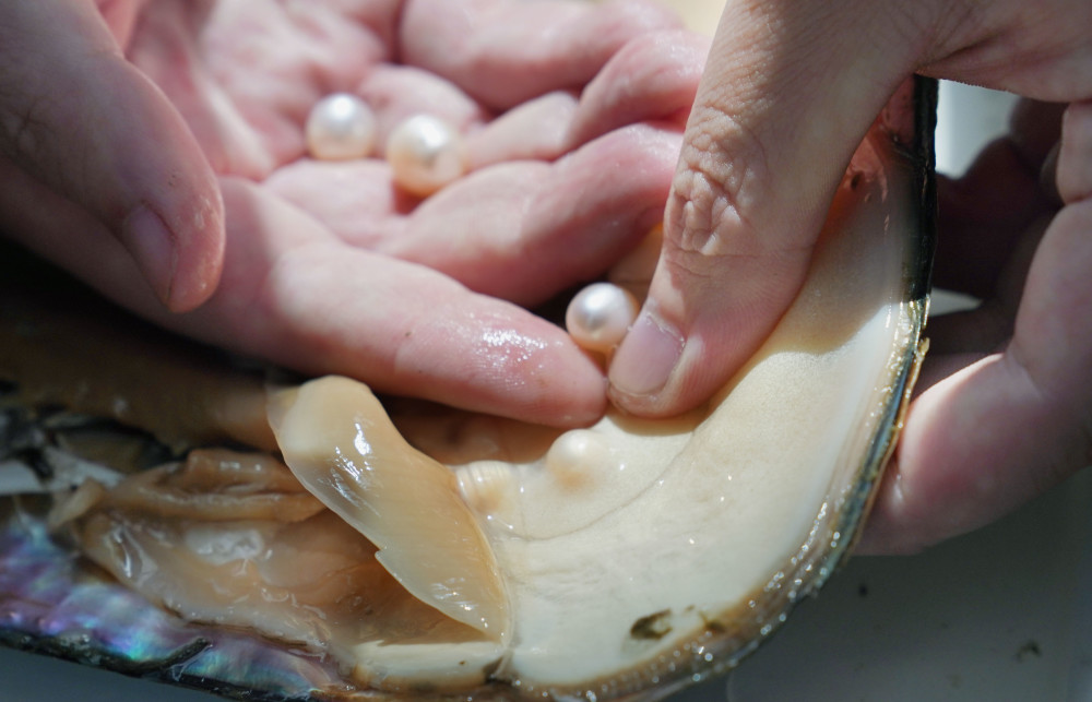 社会创新研发推进淡水珍珠产业高质量发展