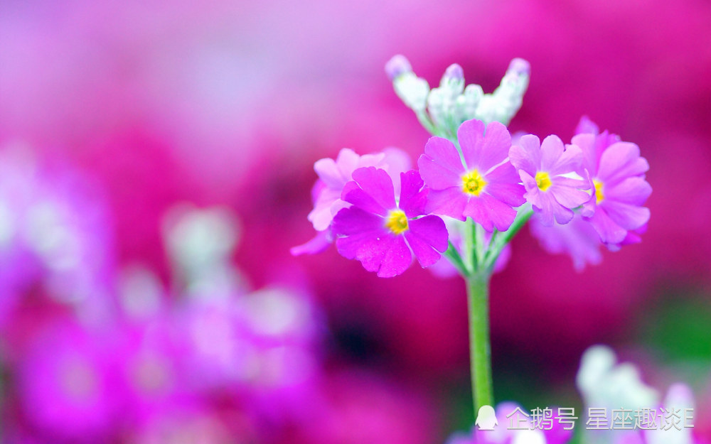 9月26日星座运势 闭门不出 真力年夜删的四年夜星座 慧敏星运