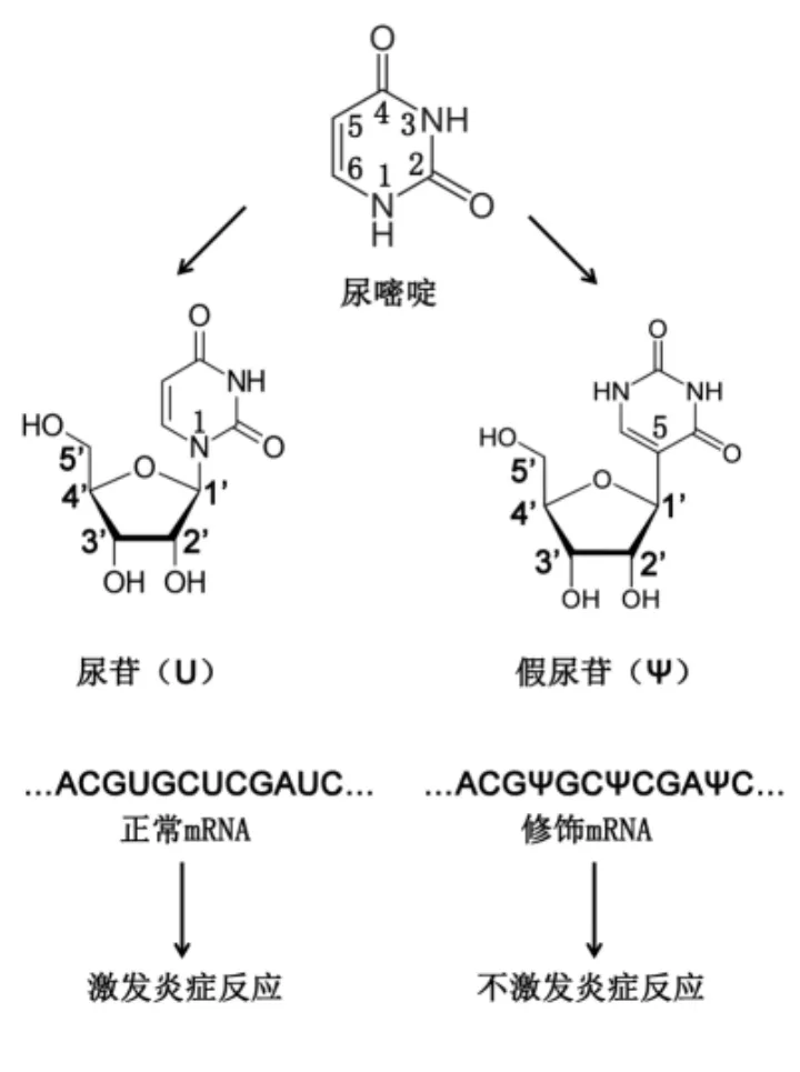 诺奖风向标来了mrna技术获拉斯克临床医学研究奖