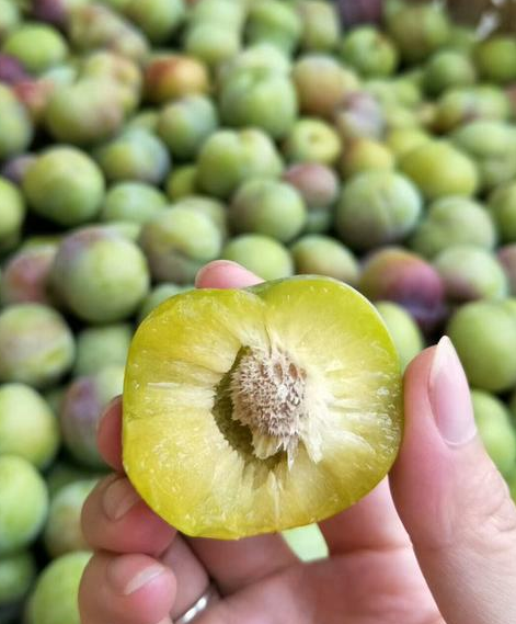 我不由自主地来到一棵李树旁,看到挂满枝头的李果