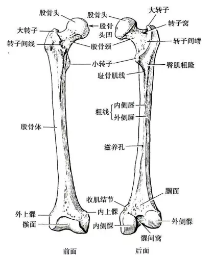 股骨的位置图片图片