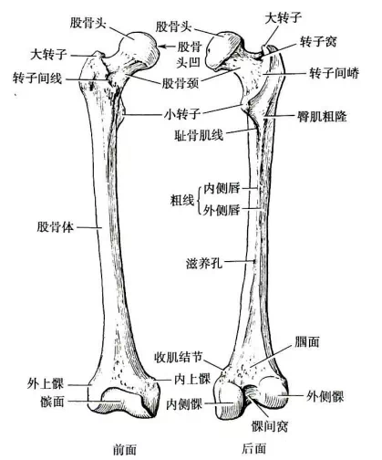 7个动作自测"股骨头"损耗,大腿根隐隐作痛的人要当心了……_腾讯新闻
