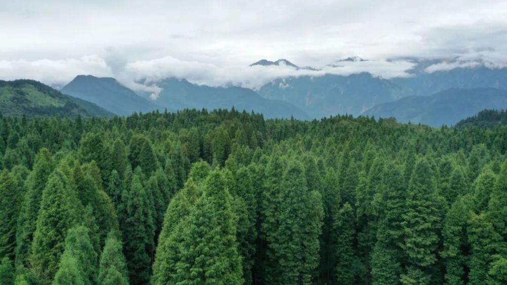 从一棵树到一片林绵竹莽莽林海筑起一道生态屏障