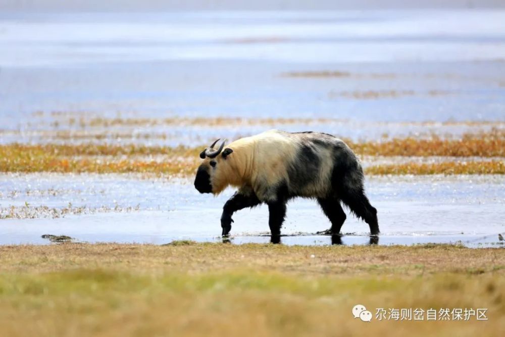 野保资讯丨甘肃尕海则岔国家级自然保护区罕见监测到羚牛