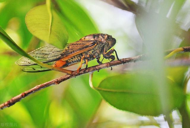 微尘:高树上的一只蝉(诗歌)|中原作家_腾讯新闻