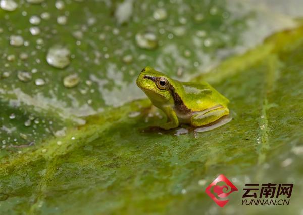 摄影微距下的雨蛙