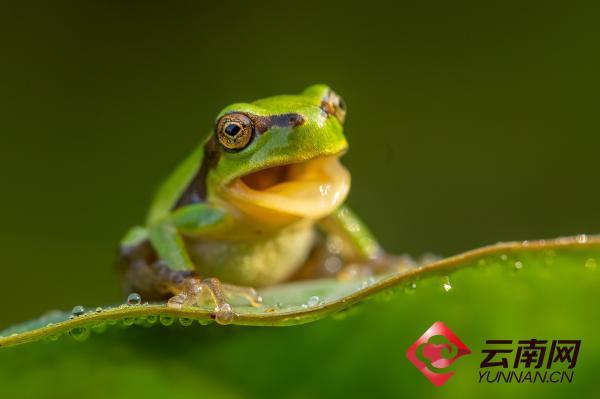 摄影微距下的雨蛙