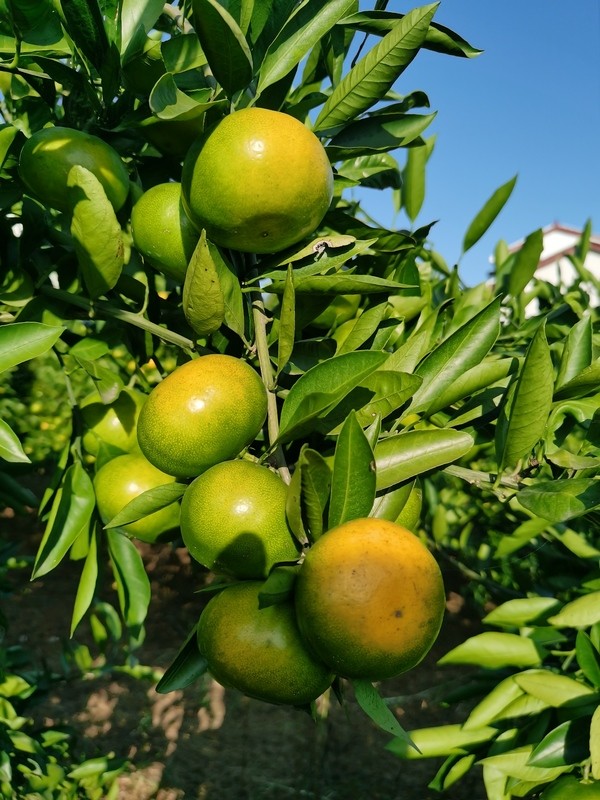 宜昌当阳凤凰山柑橘 色泽鲜艳 皮薄肉厚 好甜!
