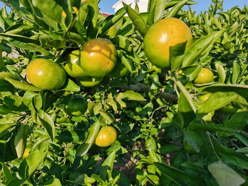 宜昌当阳凤凰山柑橘 色泽鲜艳 皮薄肉厚 好甜!
